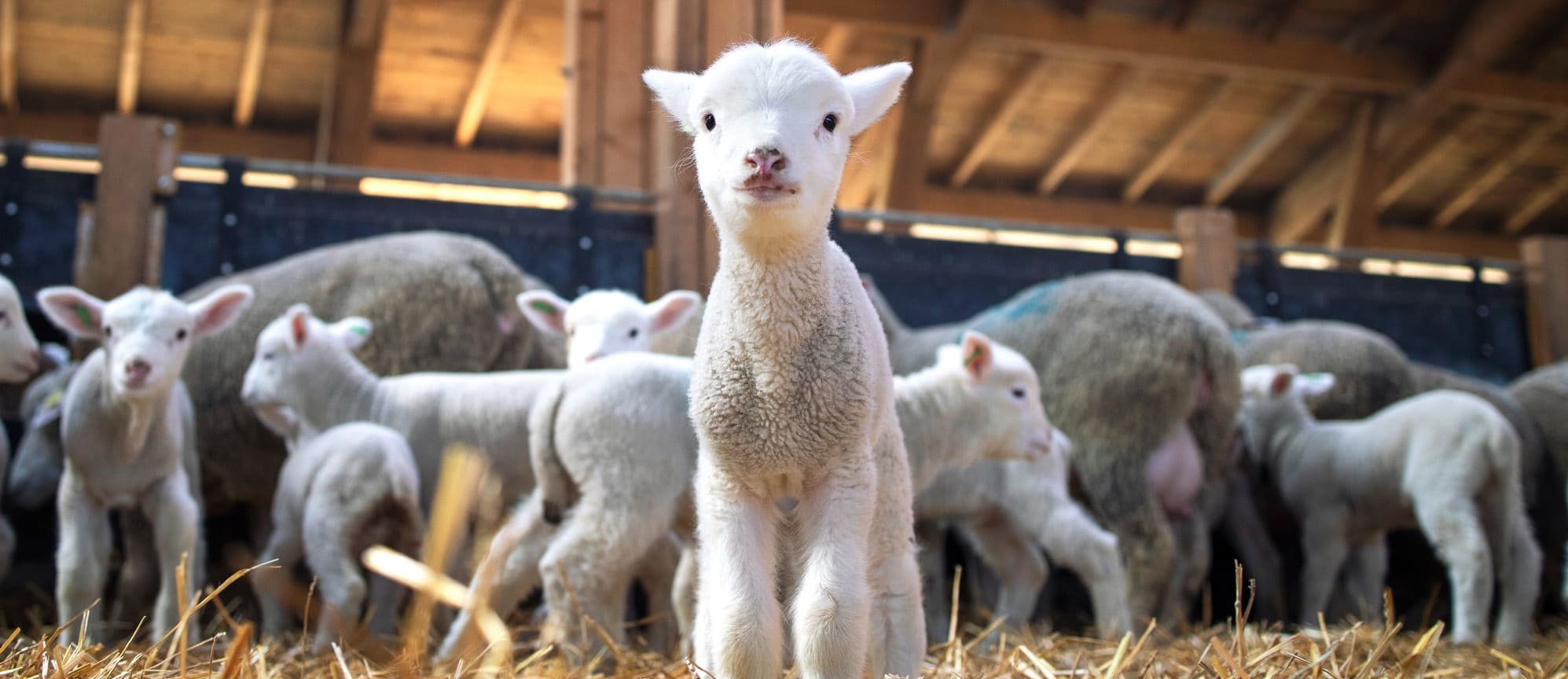 séjour adaptée JURA - FERME AUX ANIMAUX 0