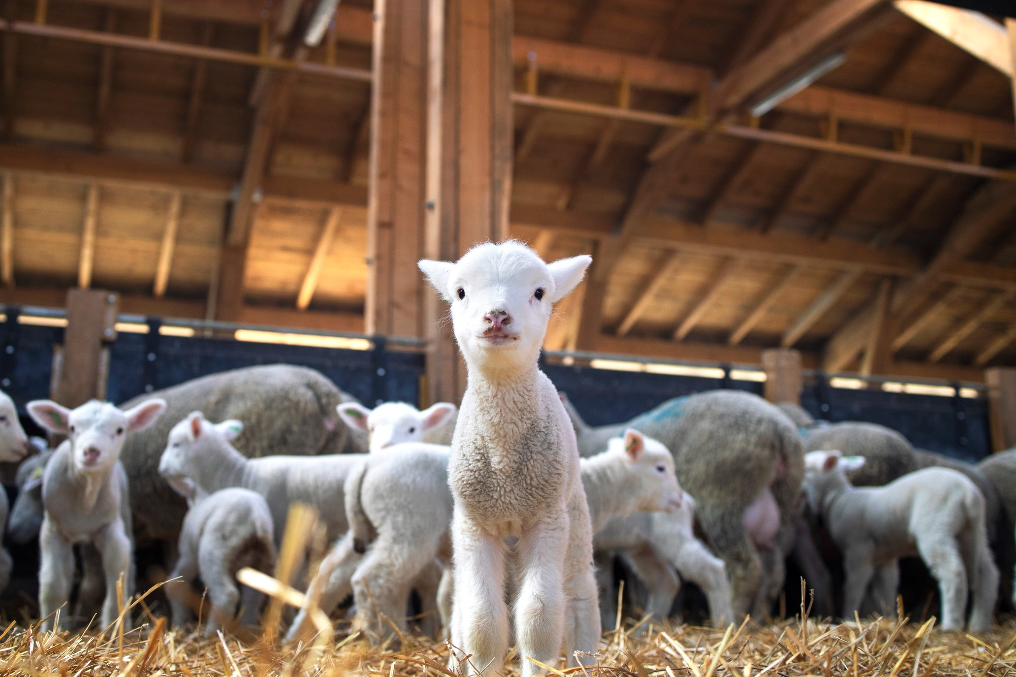 NOËL À LA FERME 1