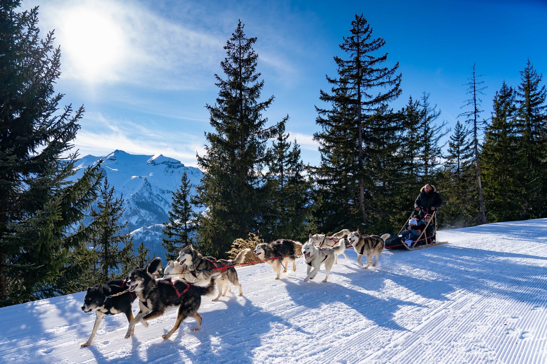 BERNEX & CHIENS DE TRAINEAUX 1