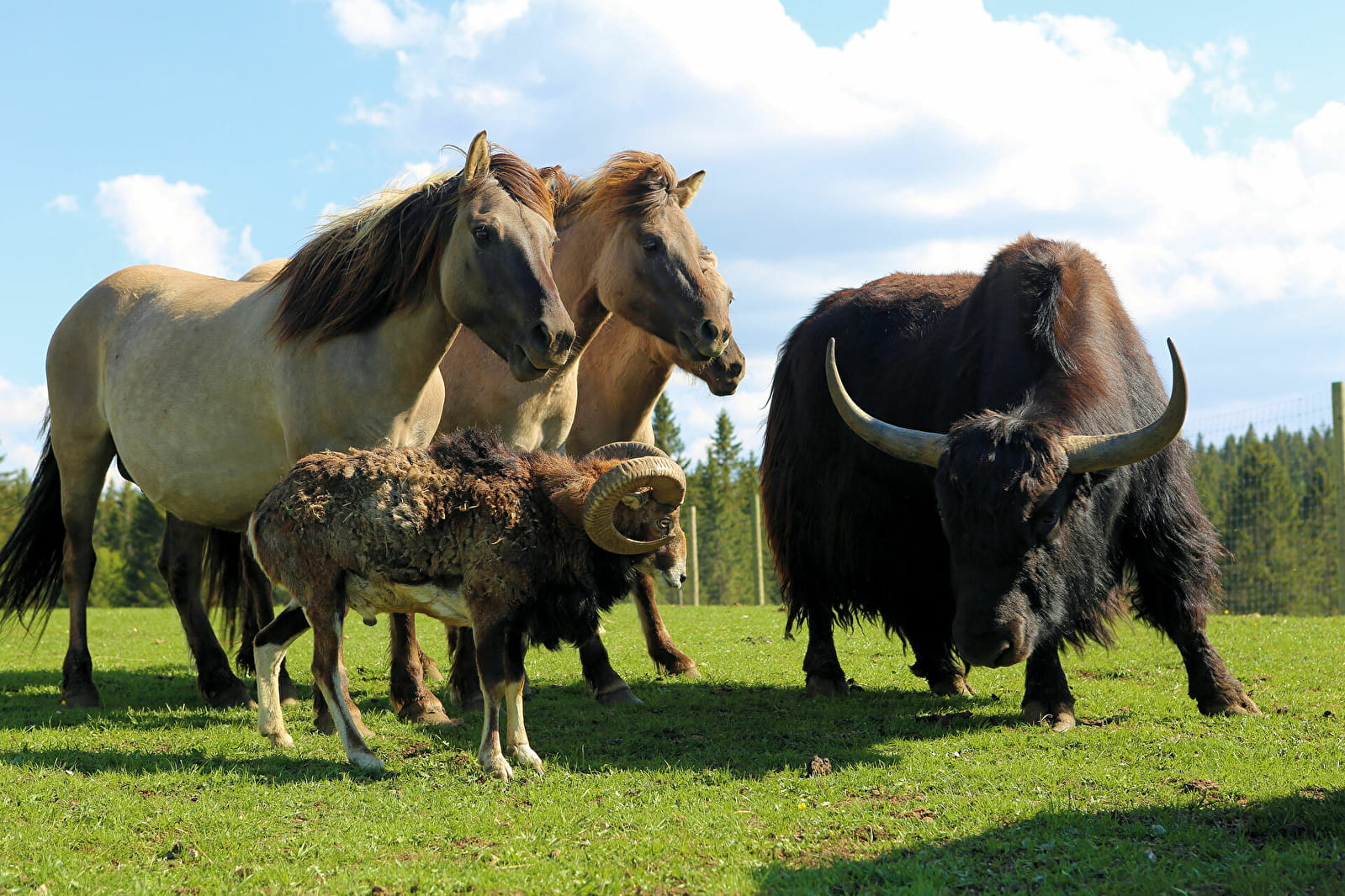 JURA VILLAGE CLUB ANIMé 0
