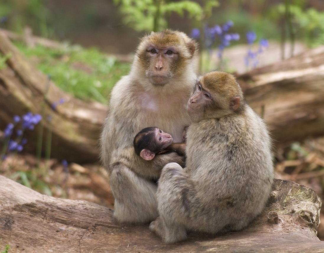 VOSGES VILLAGE CLUB ANIMé 1