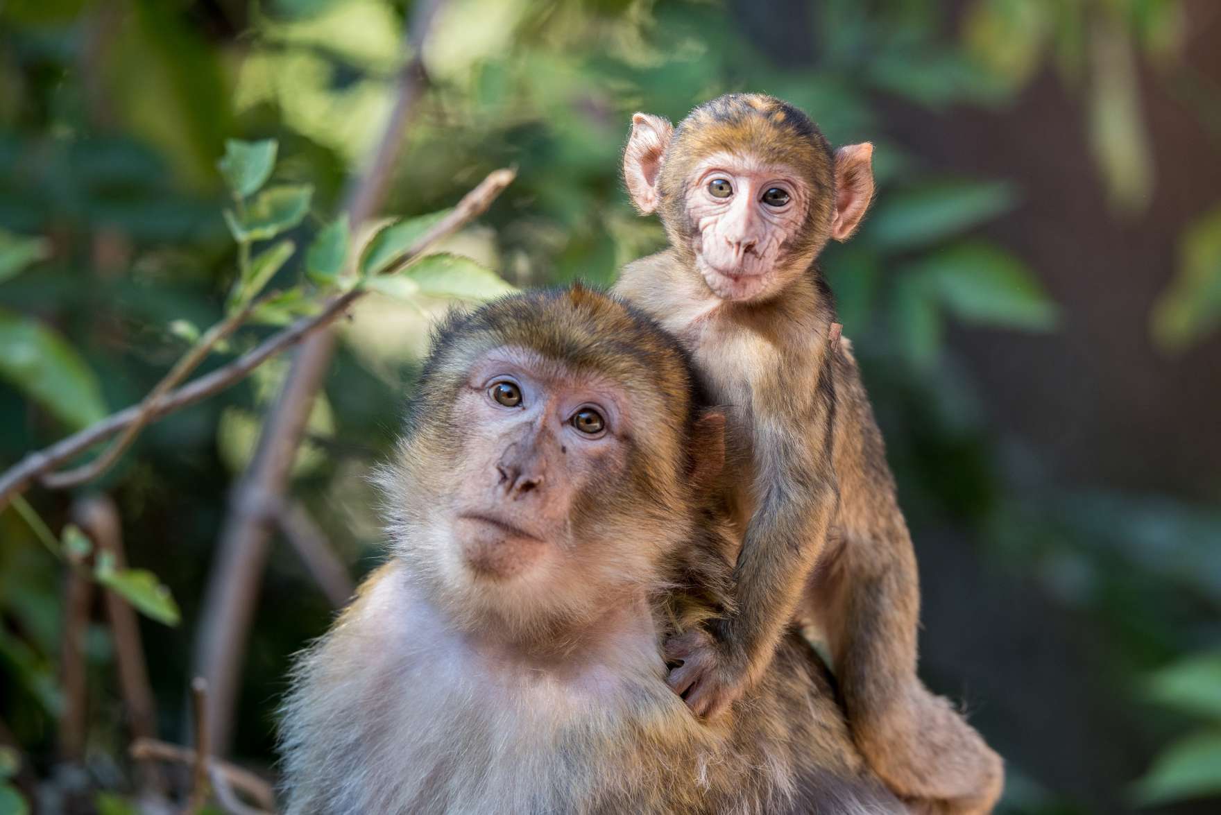 VOSGES VILLAGE CLUB ANIMé 2