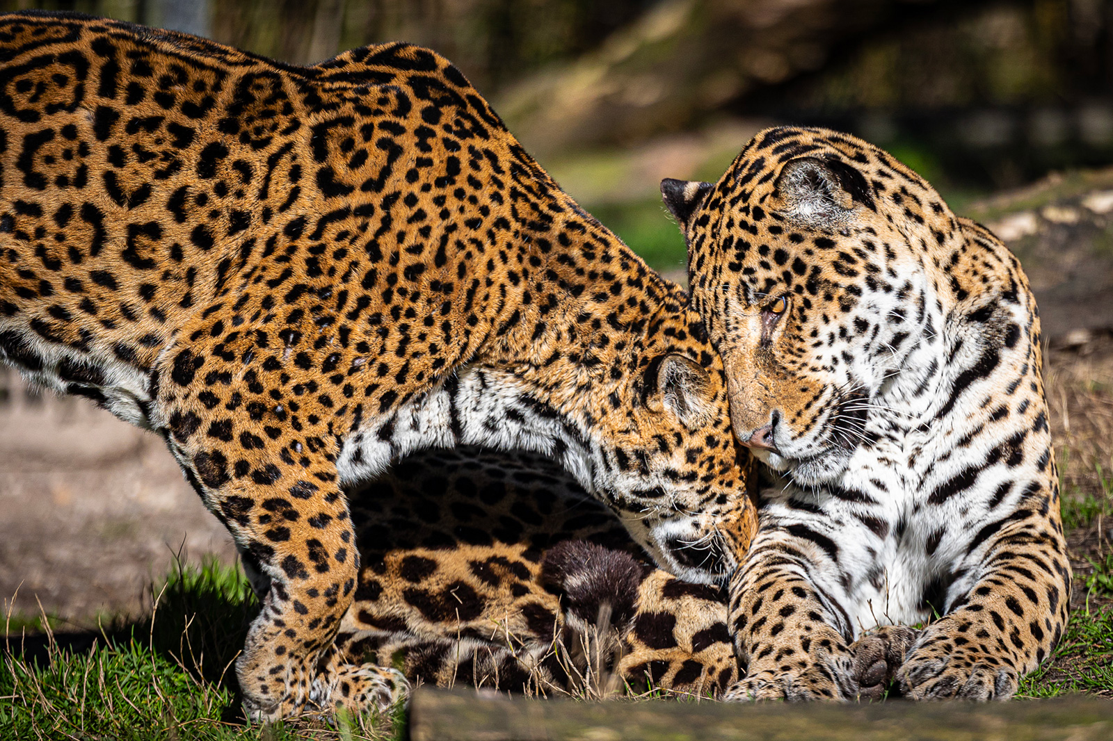 LA VIE EST BELLE EN gironde 1